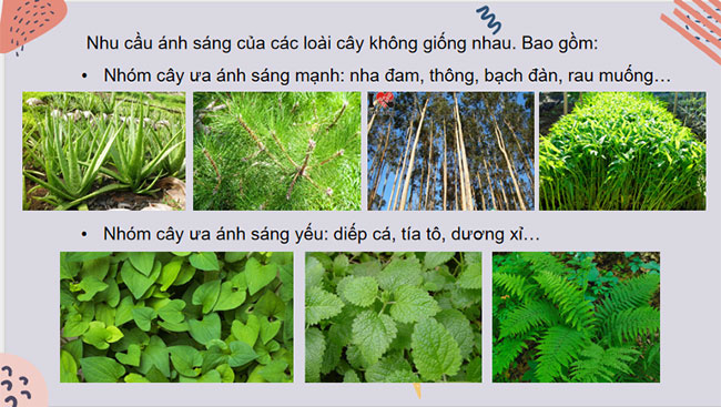 Giáo án PowerPoint Khoa học tự nhiên 7 Cánh diều Bài 19