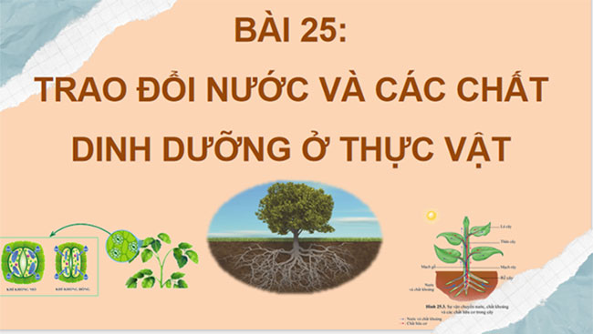 Giáo án PowerPoint Khoa học tự nhiên 7 Cánh diều Bài 25
