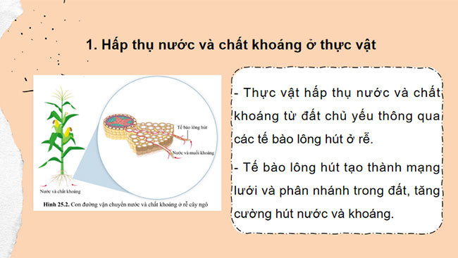 Giáo án PowerPoint Khoa học tự nhiên 7 Cánh diều Bài 25