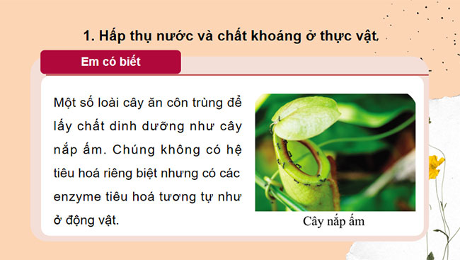Giáo án PowerPoint Khoa học tự nhiên 7 Cánh diều Bài 25