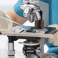 Giáo án Khoa học tự nhiên 6 Bài 4: Sử dụng kính hiển vi quang học