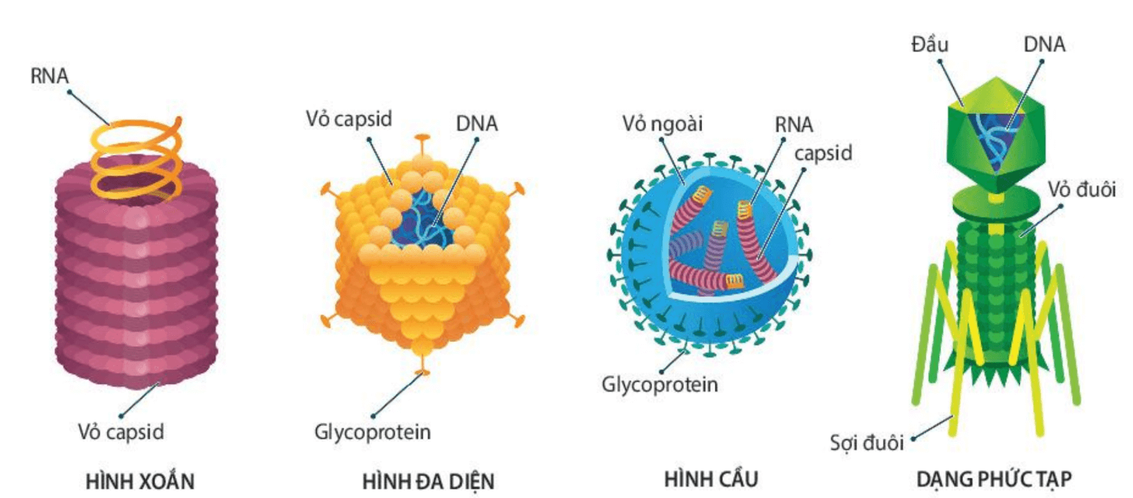 Lý thuyết Sinh 10 Kết nối tri thức Bài 24: Khái quát về virus