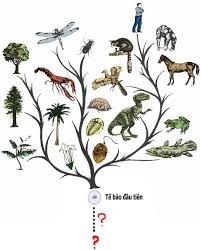 Lý thuyết Sinh 10 Chân trời sáng tạo Bài 3: Các cấp độ tổ chức của thế giới sống