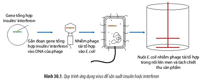 Lý thuyết Sinh 10 Chân trời sáng tạo Bài 30: Ứng dụng của virus trong y học và thực tiễn