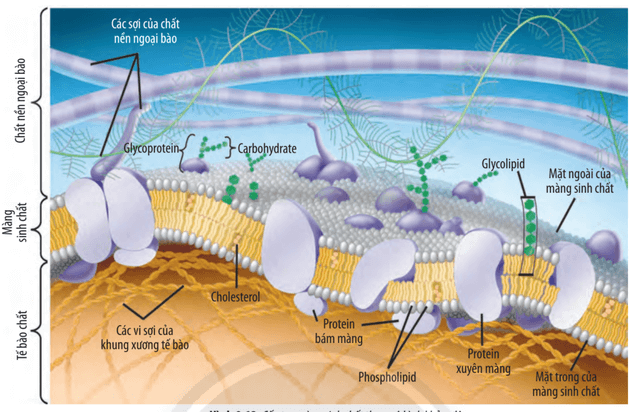 Lý thuyết Sinh 10 Chân trời sáng tạo Bài 9: Tế bào nhân thực