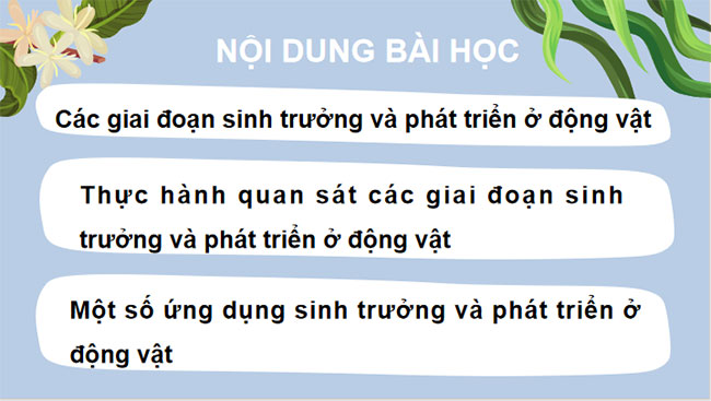 Giáo án PowerPoint Khoa học tự nhiên 7 Bài 31 Cánh diều