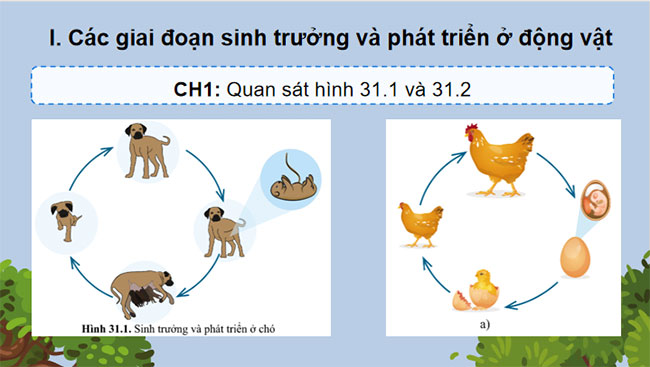 Giáo án PowerPoint Khoa học tự nhiên 7 Bài 31 Cánh diều