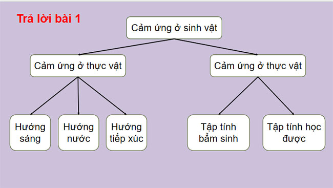 Giáo án PowerPoint Khoa học tự nhiên 7 Bài tập Chủ đề 9, 10, 11, 12 Cánh diều