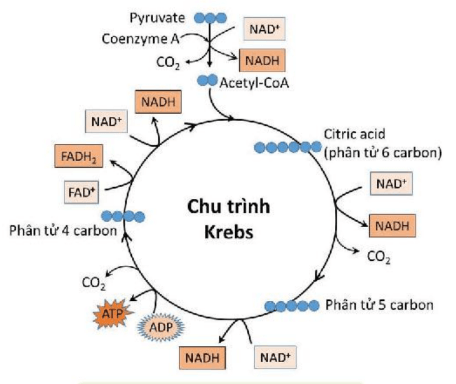 Lý thuyết Sinh 10 Kết nối tri thức Bài 14: Phân giải và tổng hợp các chất trong tế bào