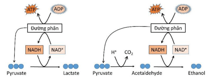 Lý thuyết Sinh 10 Kết nối tri thức Bài 14: Phân giải và tổng hợp các chất trong tế bào