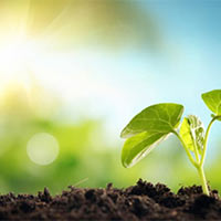 Giáo án Tiếng Việt 4 Bài 3: Luyện tập tả cây cối