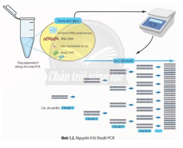 Giải Chuyên đề Sinh học 12 Chân trời sáng tạo bài 1
