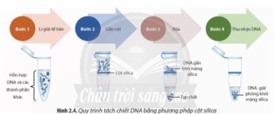 Bài 2: Tách chiết DNA từ tế bào