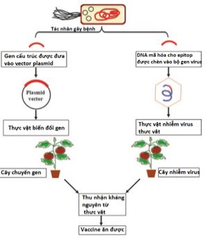 Giải Chuyên đề Sinh học 12 Chân trời sáng tạo bài 3