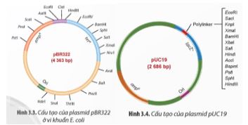 Bài 3: Công nghệ gene và thành tựu