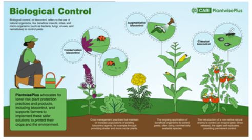Giải Chuyên đề Sinh học 12 Chân trời sáng tạo bài 5