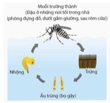 Bài 6: Cơ sở khoa học và các biện pháp kiểm soát sinh học