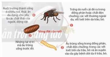 Bài 6: Cơ sở khoa học và các biện pháp kiểm soát sinh học