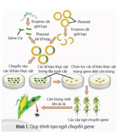 Giải Chuyên đề Sinh học 12 Chân trời sáng tạo bài Ôn tập chuyên đề 1