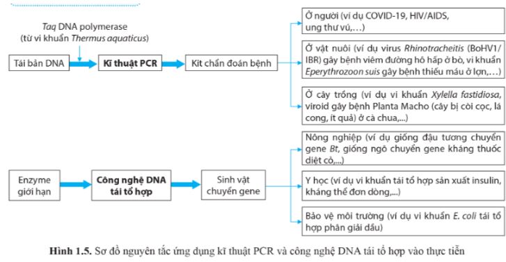 Bài 1: Thành tựu và nguyên tắc ứng dụng của sinh học phân tử