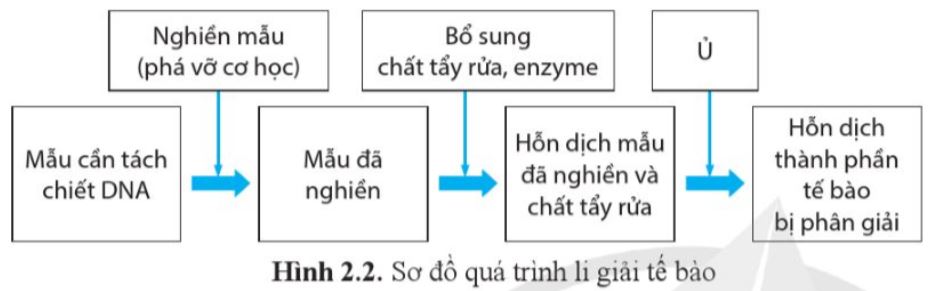 Bài 2: Phương pháp tách chiết DNA