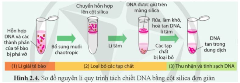 Bài 2: Phương pháp tách chiết DNA