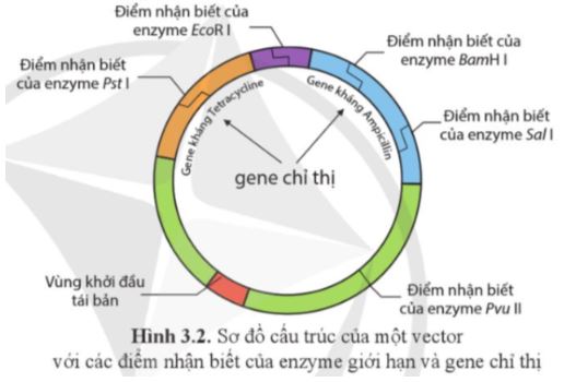 Bài 3: Công nghệ gene và tạo sinh vật chuyển gene