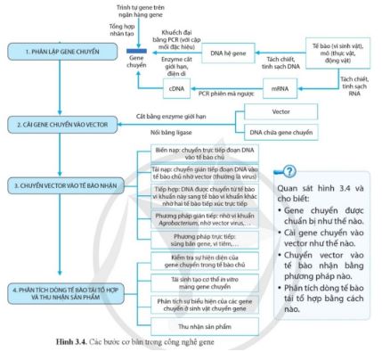 Bài 3: Công nghệ gene và tạo sinh vật chuyển gene
