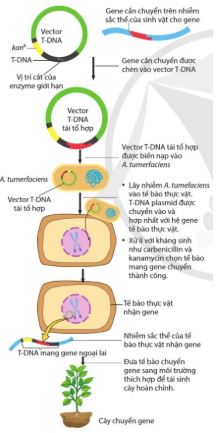 Bài 3: Công nghệ gene và tạo sinh vật chuyển gene