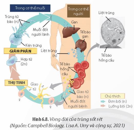 Giải Chuyên đề Sinh học 11 Chân trời sáng tạo bài 6