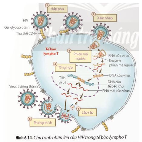 Giải Chuyên đề Sinh học 11 Chân trời sáng tạo bài 6