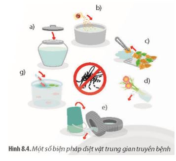 Giải Chuyên đề Sinh học 11 Chân trời sáng tạo bài 8