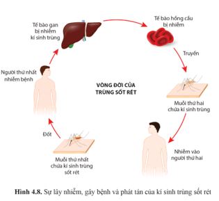 Giải Chuyên đề Sinh học 11 Cánh diều bài 4