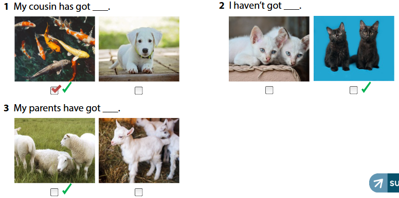 Wonderful world 4 unit 3 On the farm lesson 2 minh họa 9