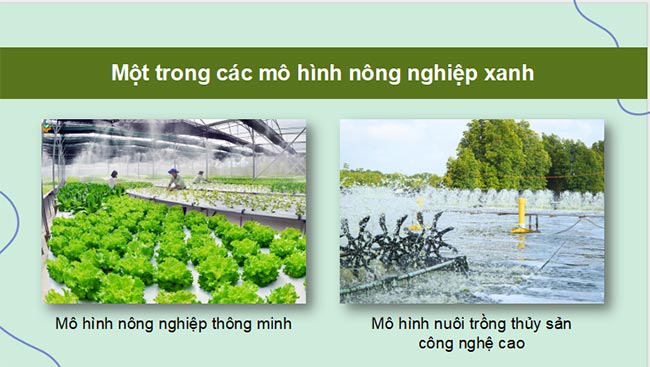 Giáo án PowerPoint Địa lí 9 Cánh diều Bài 5