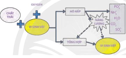 Giải Chuyên đề Sinh học 10 Chân trời sáng tạo bài 11