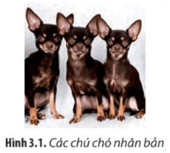Giải Chuyên đề Sinh học 10 Chân trời sáng tạo bài 3