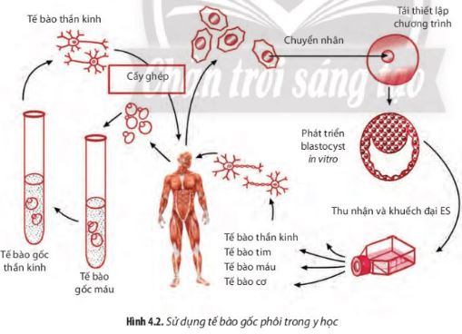 Giải Chuyên đề Sinh học 10 Chân trời sáng tạo bài 4
