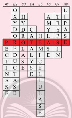 Giải Chuyên đề Sinh học 10 Chân trời sáng tạo bài 8