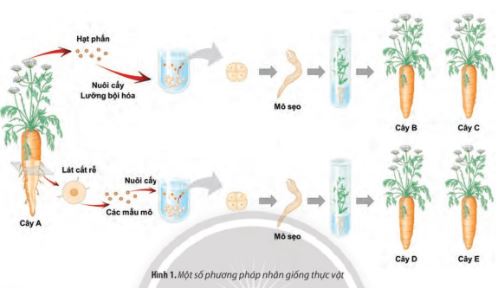 Giải Chuyên đề Sinh học 10 Chân trời sáng tạo bài Ôn tập chuyên đề 1