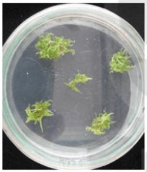 Giải Chuyên đề Sinh học 10 Kết nối tri thức bài 1