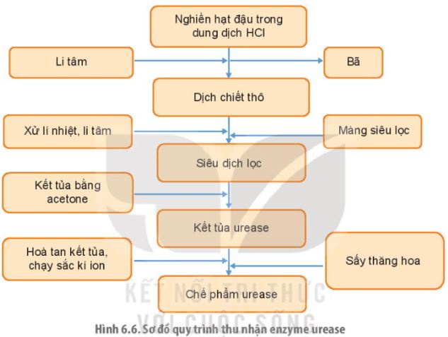 Giải Chuyên đề Sinh học 10 Kết nối tri thức bài 6