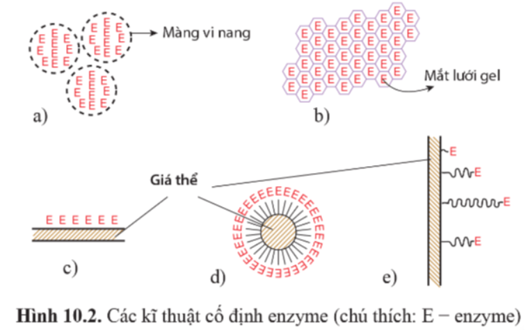 Giải Chuyên đề Sinh học 10 Cánh diều bài 10