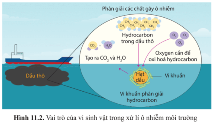 Giải Chuyên đề Sinh học 10 Cánh diều bài 11