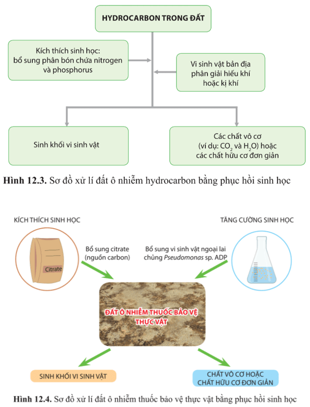 Giải Chuyên đề Sinh học 10 Cánh diều bài 12