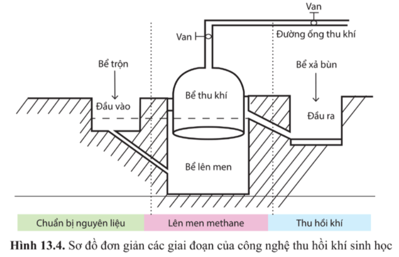 Giải Chuyên đề Sinh học 10 Cánh diều bài 13