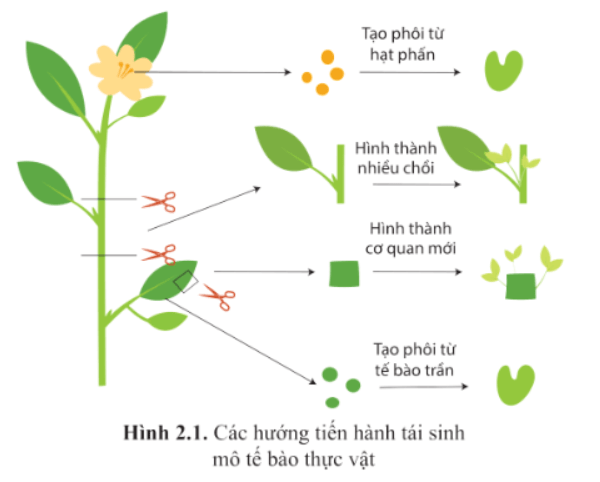 Giải Chuyên đề Sinh học 10 bài 2