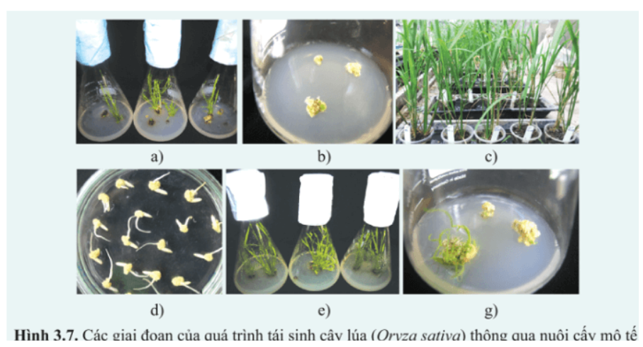 Giải Chuyên đề Sinh học 10 Cánh diều bài 3