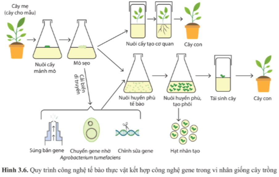 Giải Chuyên đề Sinh học 10 Cánh diều bài 3