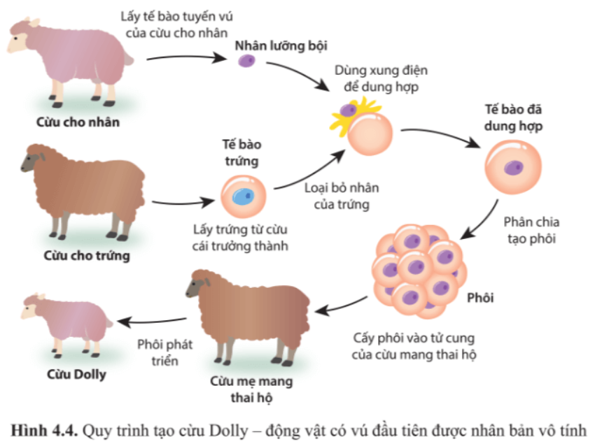Giải Chuyên đề Sinh học 10 Cánh diều bài 4